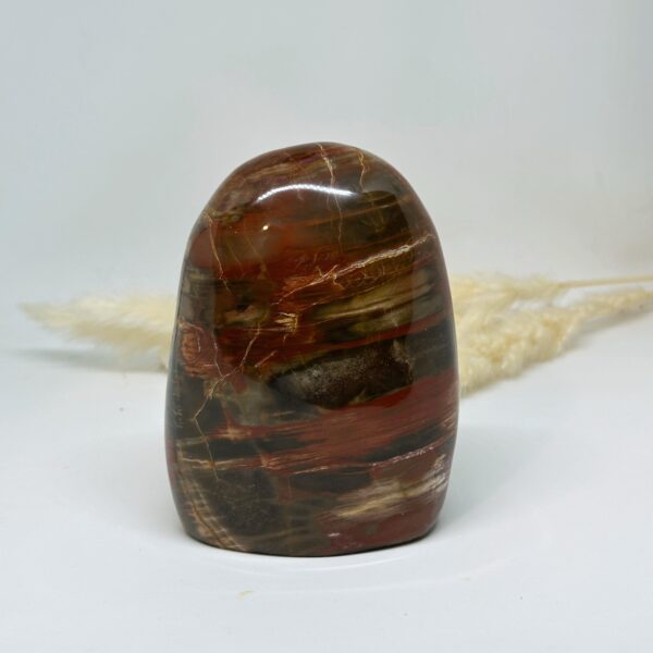Petrified Wood - Image 2