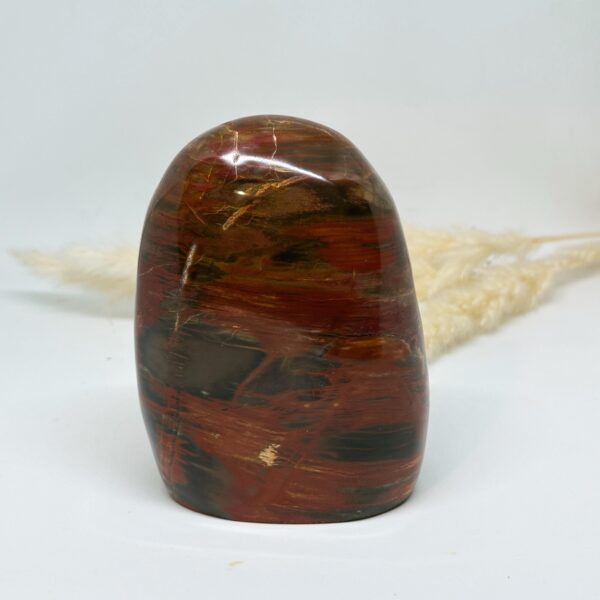 Petrified Wood